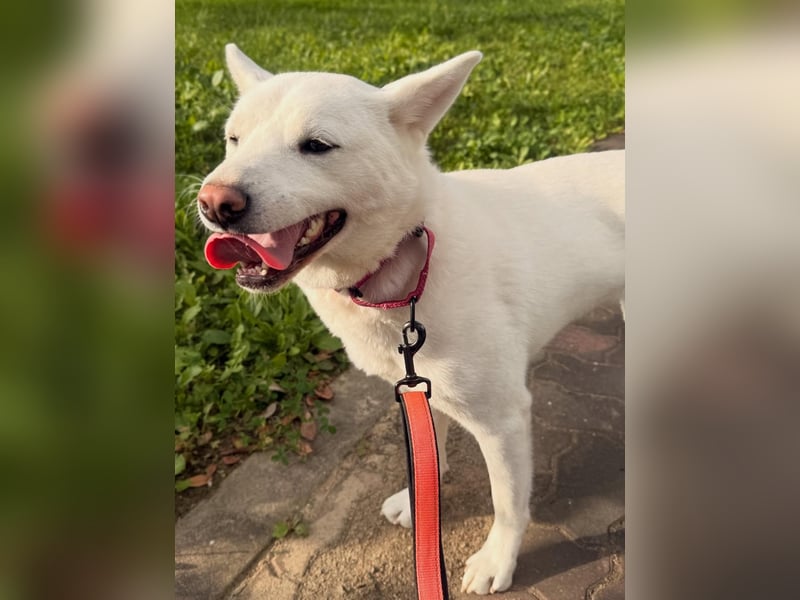 Shushu, sanftes Herz sucht geduldige Familie