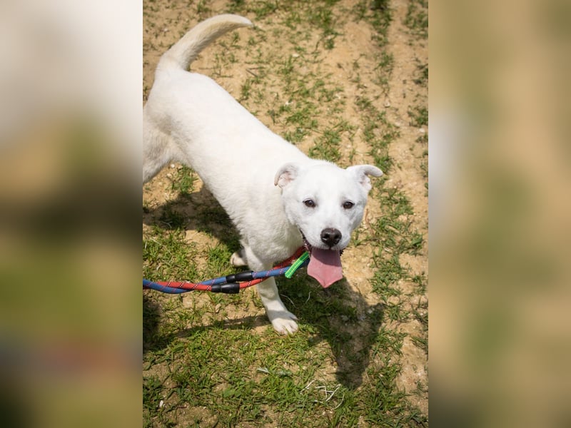 Amy, liebevolle Junghündin