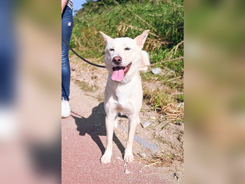 Saphire,eine 7 Jahre alte Hundedame die auch mal eigen ist,sucht ein schönes Zuhause