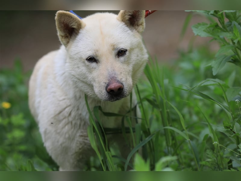 Saphire,eine 7 Jahre alte Hundedame die auch mal eigen ist,sucht ein schönes Zuhause