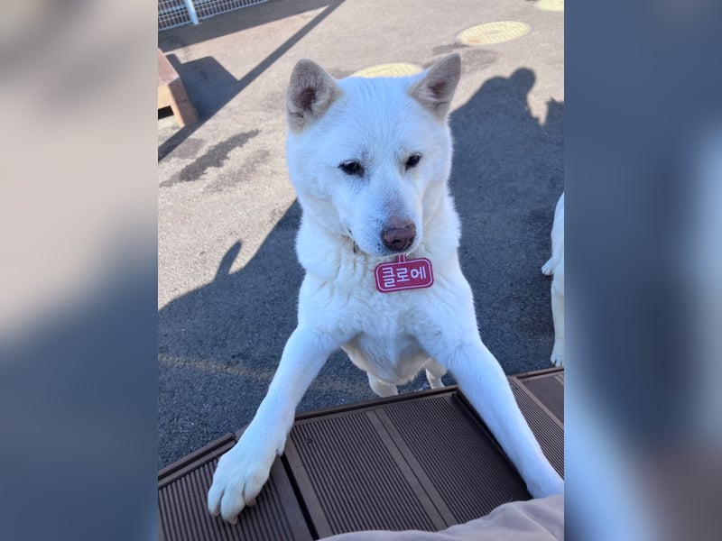 Chloe, sanfte Jindo-Mix Hündin