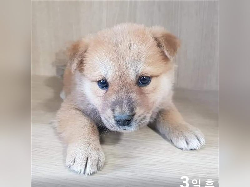 Milo, jindo mix rüde, 3jahre ,sehr verschmust .sucht ein schönes Zuhause