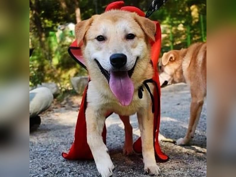 Milo, jindo mix rüde, 3jahre ,sehr verschmust .sucht ein schönes Zuhause