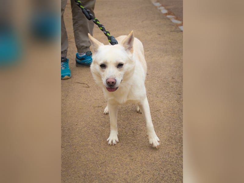 Echo ,eine kleine quirlige Dame, 3 Jahre, etwa 14 kg ,kann überallhin, Zuhause gesucht