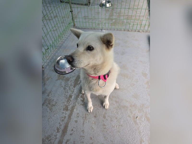 Seola, Menschenliebende Jindo-Mix-Hündin