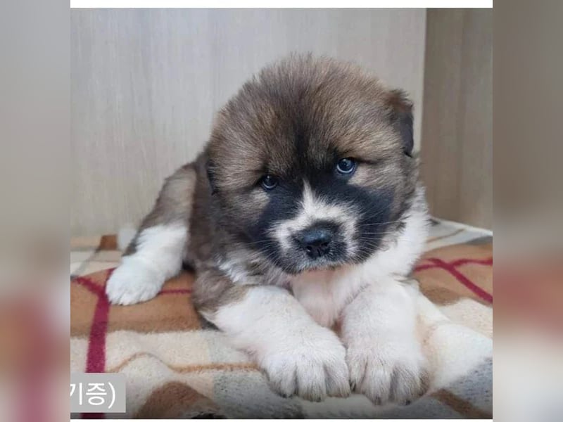 chloe eine Flauschige 5 Jährige Hundin, sucht ihr Traumzuhause