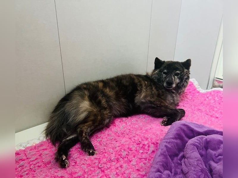 Hoban ein scheues Mädchen,sucht die richtigen Menschen mit viel Geduld