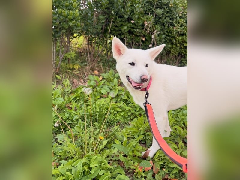 Shushu, sanftes Herz sucht geduldige Familie