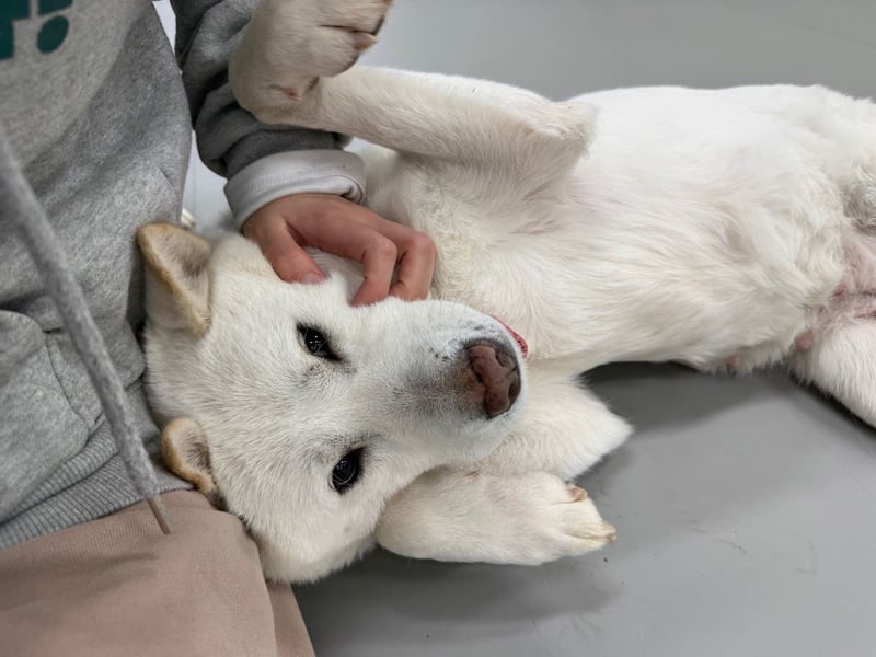 Chloe, sanfte Jindo-Mix Hündin