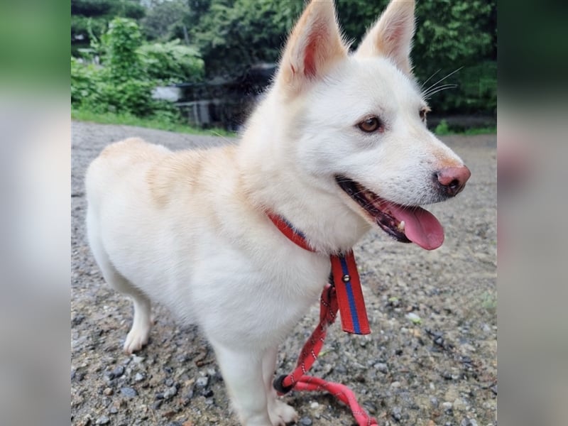 Kimbap,sanfte , freundliche Hündin,13 kg,auf der Suche nach einem Zuhause