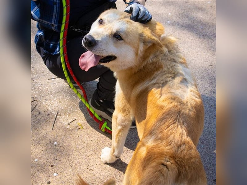Milo, jindo mix rüde, 3jahre ,sehr verschmust .sucht ein schönes Zuhause