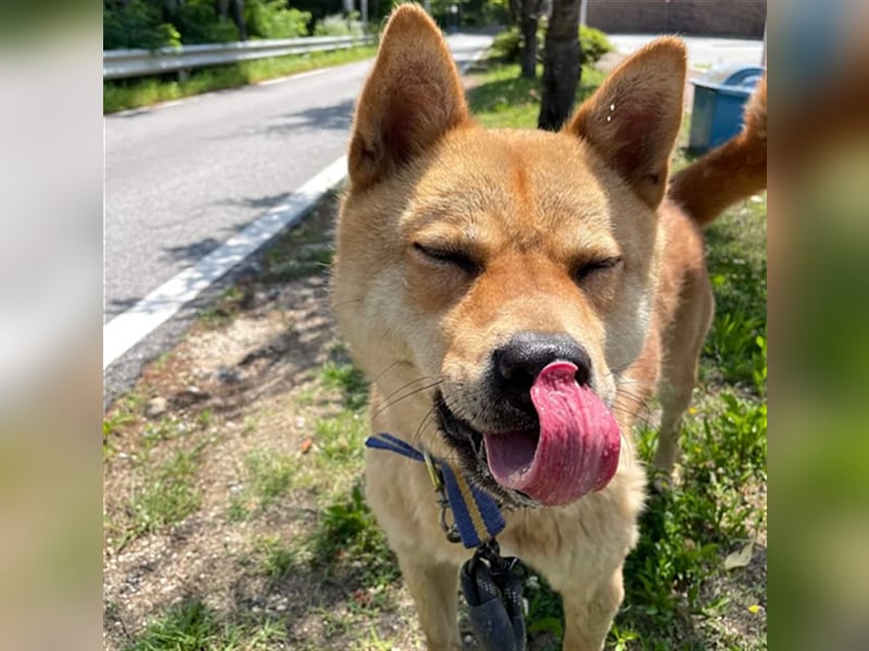Jensik ein verspielter Jindo Mix-Rüde,5 Jahre, aktive Traumfamilie gesucht