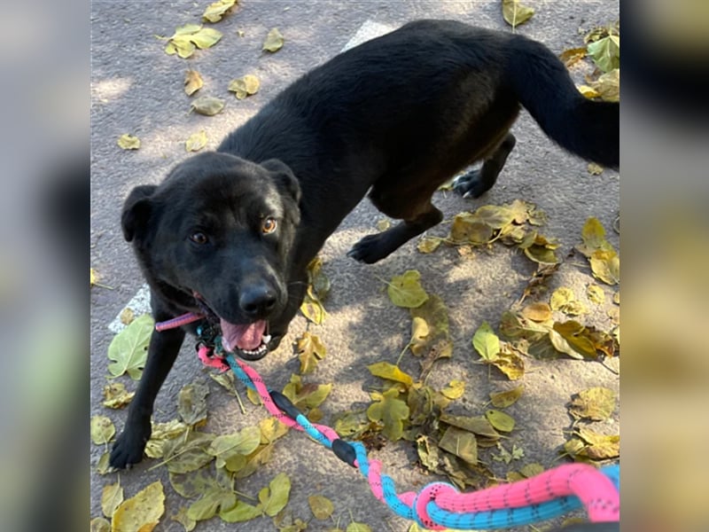 Holly,entzückendes Labrador-Mix-Mädchen,3 Jahre alt,sucht schönes Zuhause