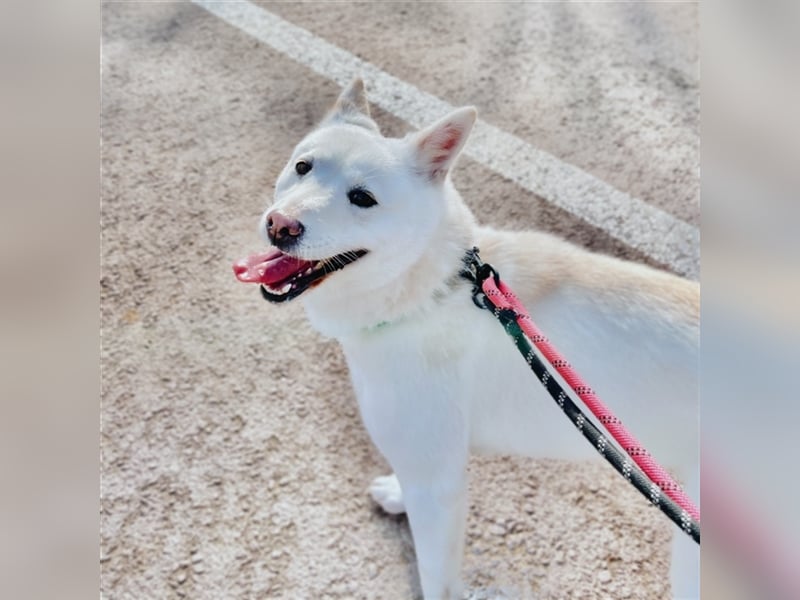 Kimbap,sanfte , freundliche Hündin,13 kg,auf der Suche nach einem Zuhause