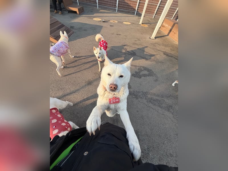 Chloe, sanfte Jindo-Mix Hündin