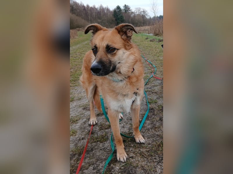 NAJMA - hübsche, mutige Hündin sucht ihr Für-Immer-Zuhause