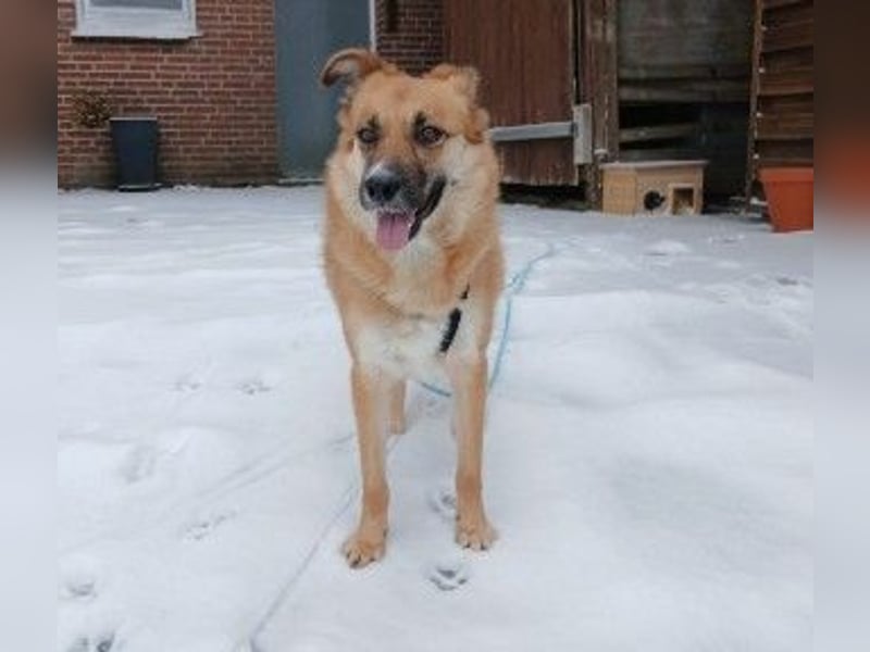 NAJMA - hübsche, mutige Hündin sucht ihr Für-Immer-Zuhause