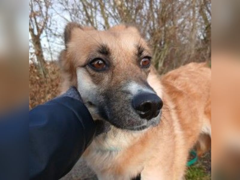 NAJMA - hübsche, mutige Hündin sucht ihr Für-Immer-Zuhause