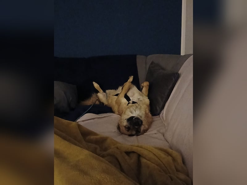 NAJMA - hübsche, mutige Hündin sucht ihr Für-Immer-Zuhause