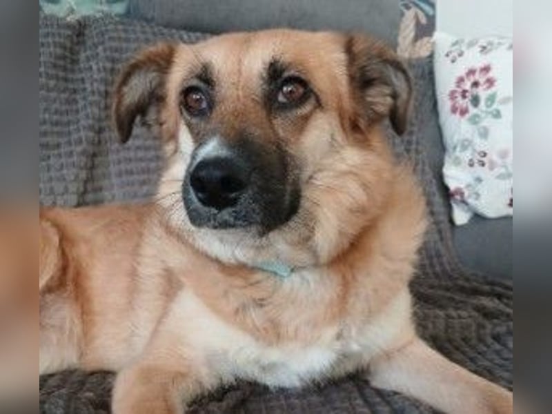 NAJMA - hübsche, mutige Hündin sucht ihr Für-Immer-Zuhause