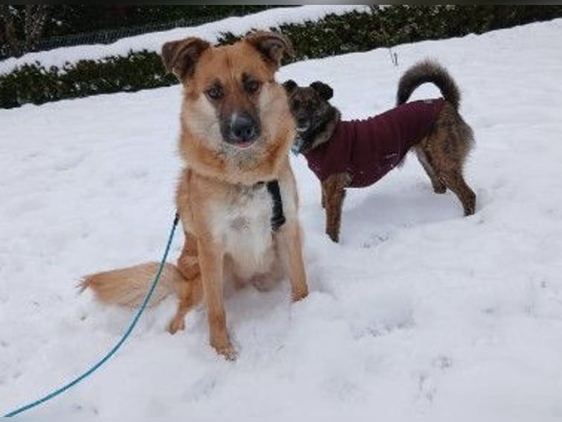 NAJMA - hübsche, mutige Hündin sucht ihr Für-Immer-Zuhause