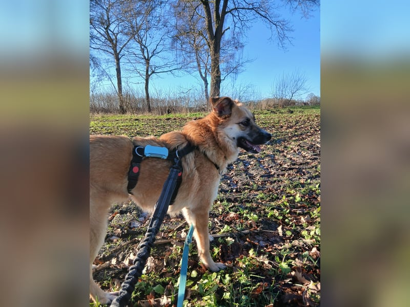 NAJMA - hübsche, mutige Hündin sucht ihr Für-Immer-Zuhause