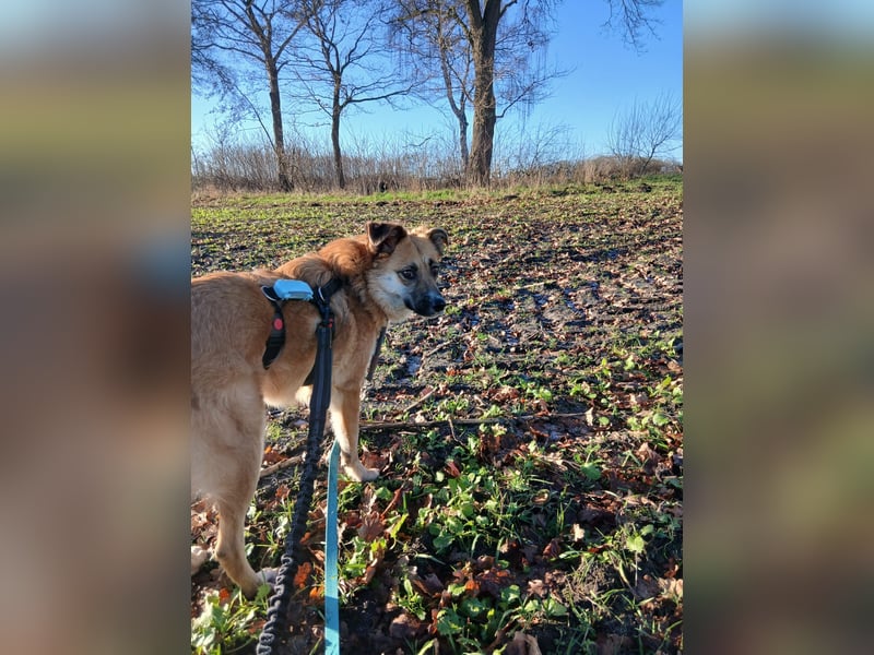 NAJMA - hübsche, mutige Hündin sucht ihr Für-Immer-Zuhause