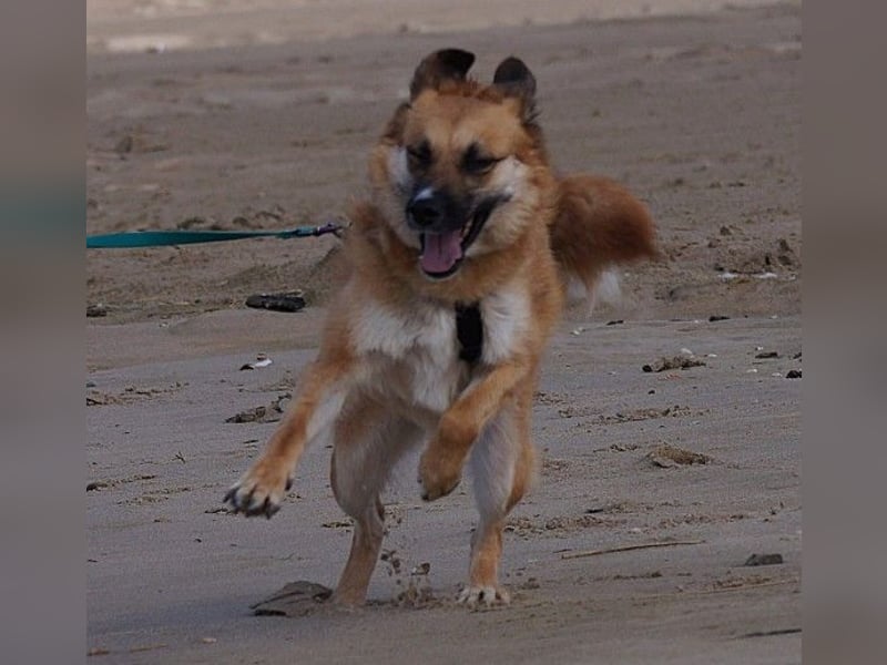 NAJMA - hübsche, mutige Hündin sucht ihr Für-Immer-Zuhause