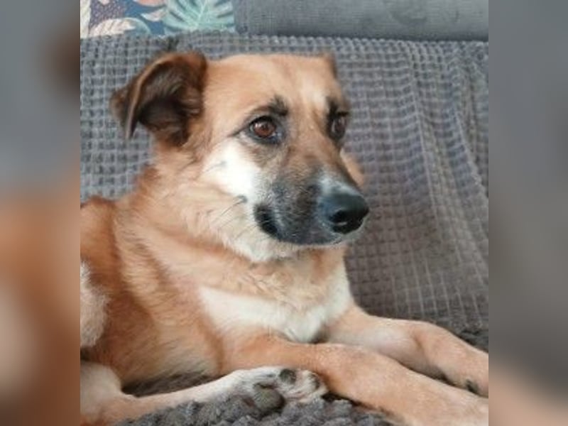 NAJMA - hübsche, mutige Hündin sucht ihr Für-Immer-Zuhause