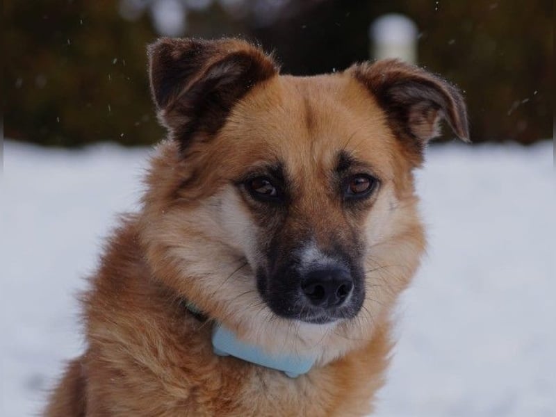 NAJMA - hübsche, mutige Hündin sucht ihr Für-Immer-Zuhause