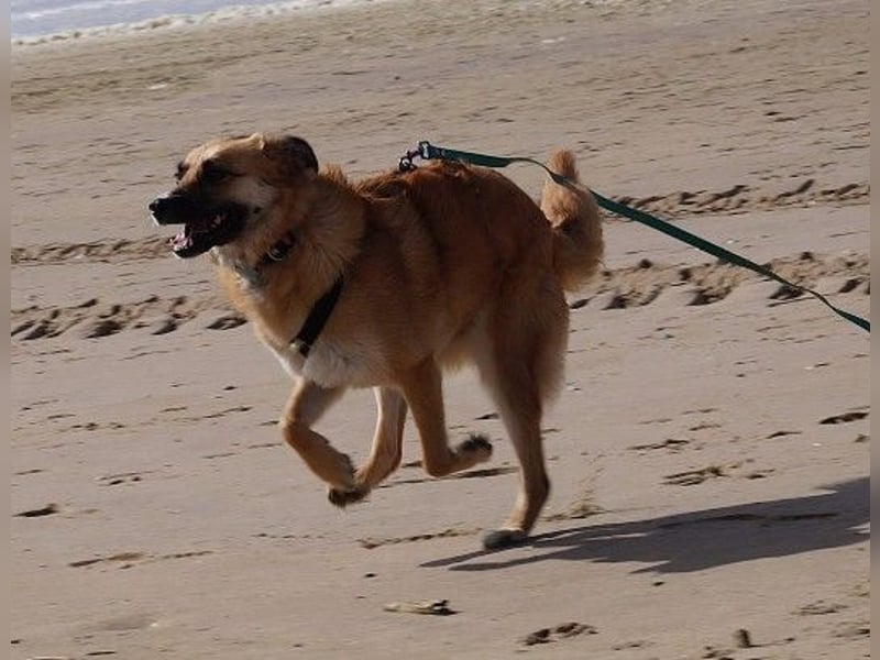 NAJMA - hübsche, mutige Hündin sucht ihr Für-Immer-Zuhause