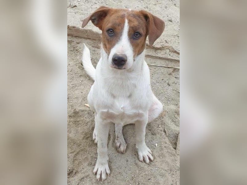 Bezaubernde Ellie - sucht einfühlsames Zuhause