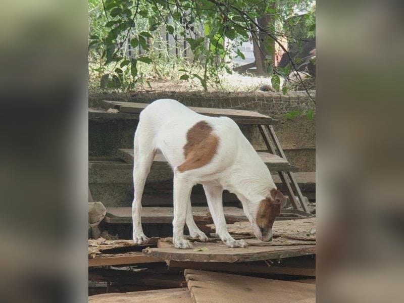 Bezaubernde Ellie - sucht einfühlsames Zuhause