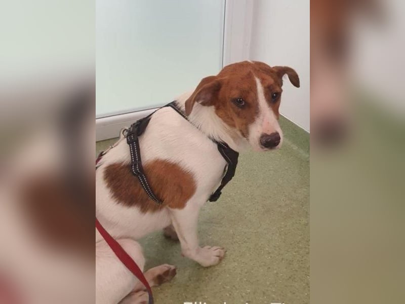 Bezaubernde Ellie - sucht einfühlsames Zuhause