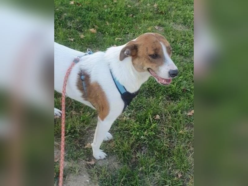 Bezaubernde Ellie - sucht einfühlsames Zuhause