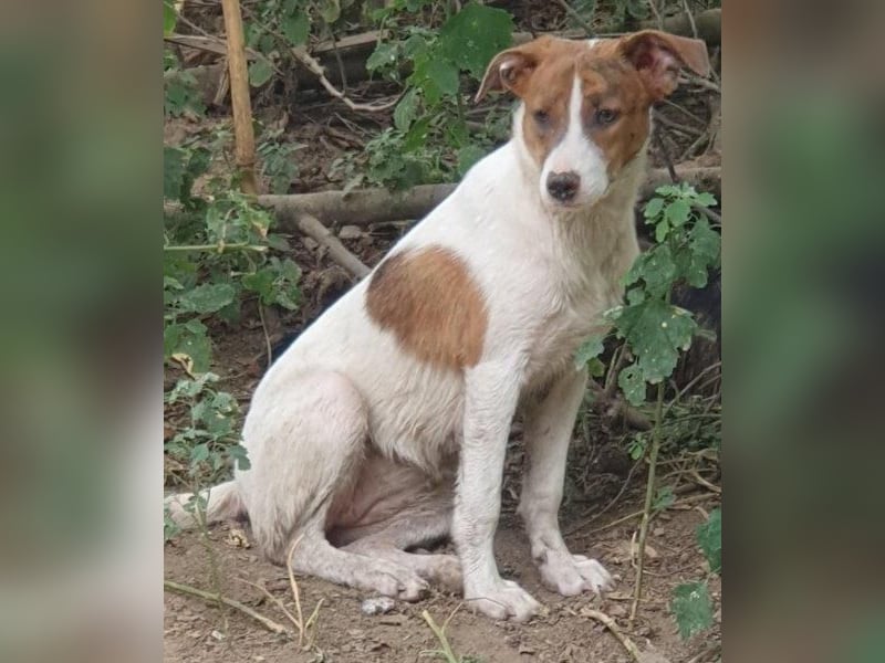 Bezaubernde Ellie - sucht einfühlsames Zuhause