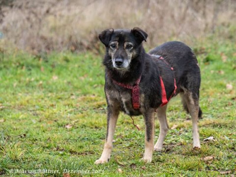 Coco läuft entspannt an der Leine