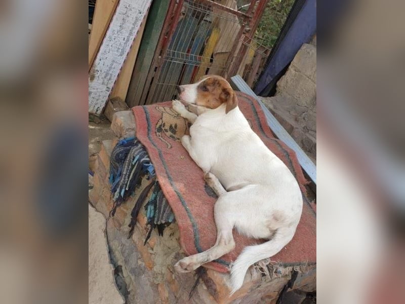 Bezaubernde Ellie - sucht einfühlsames Zuhause
