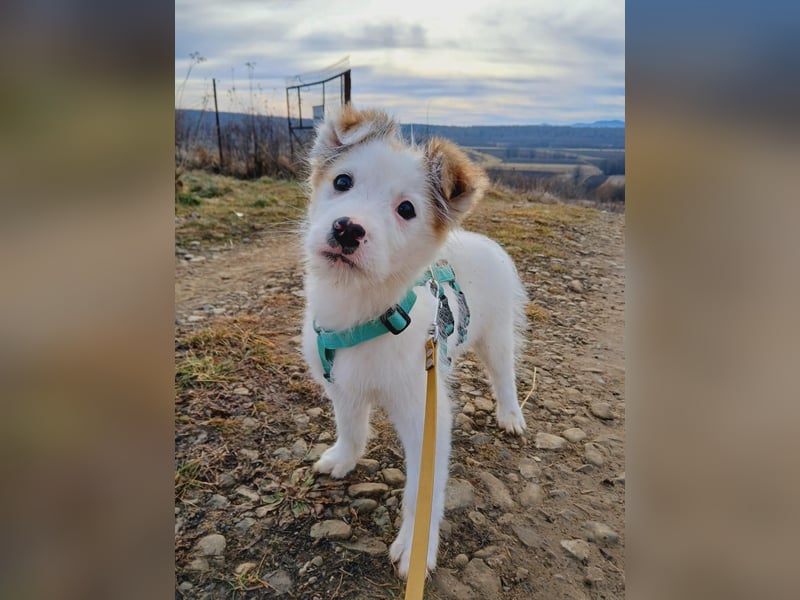 Fröhlicher Welpe Buddy