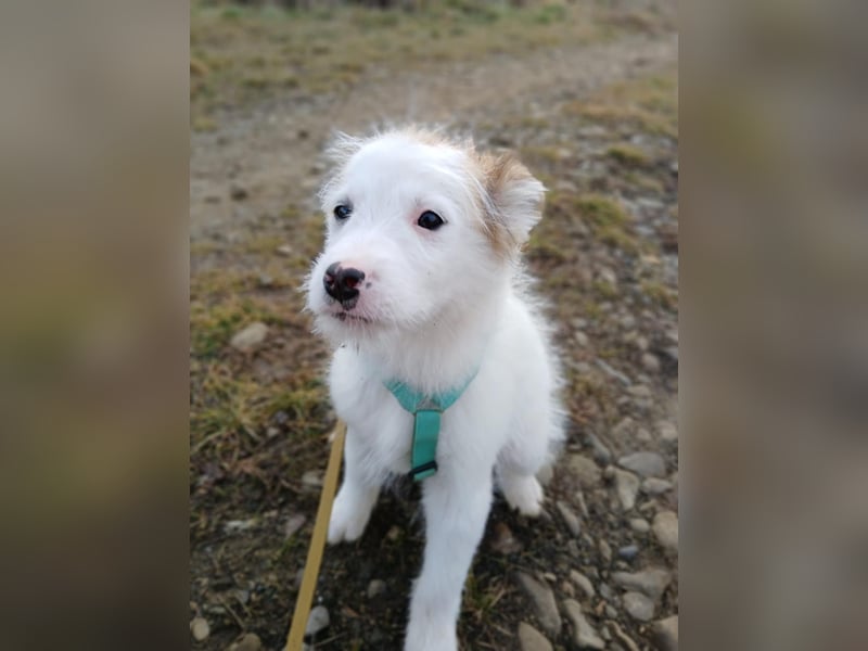 Fröhlicher Welpe Buddy