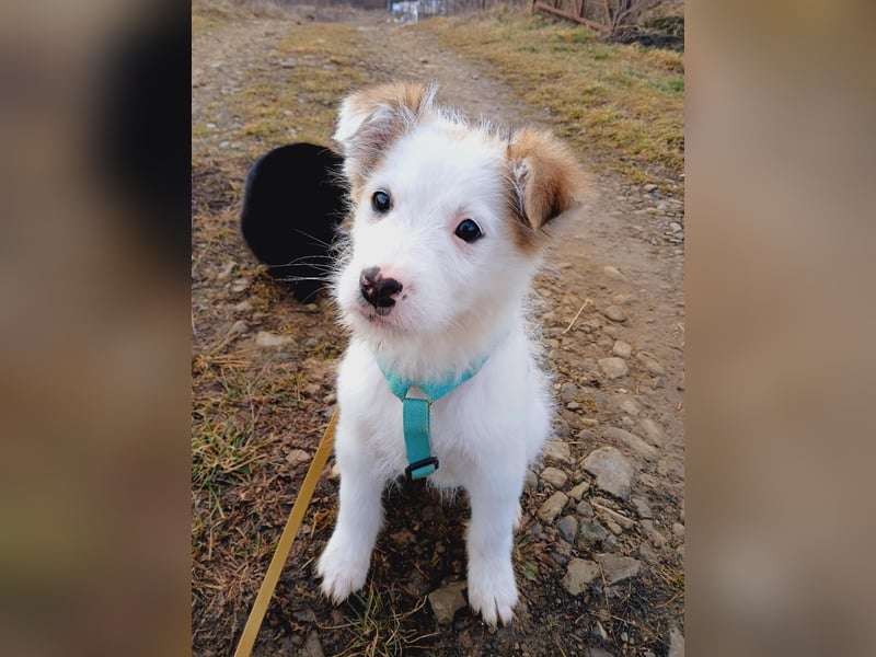 Fröhlicher Welpe Buddy