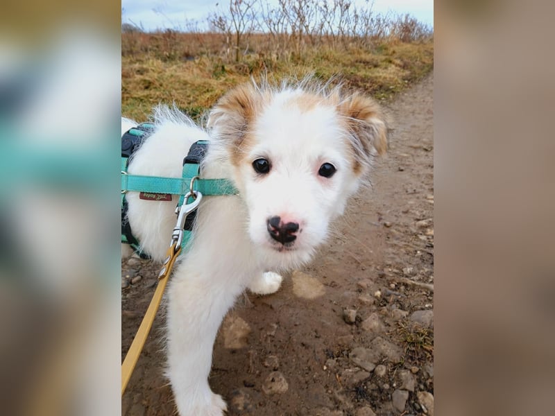 Fröhlicher Welpe Buddy