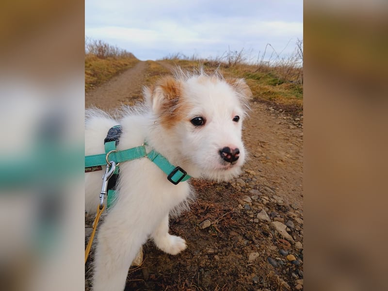 Fröhlicher Welpe Buddy