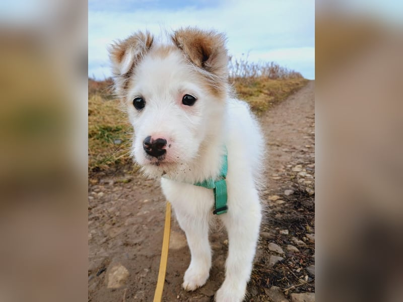 Fröhlicher Welpe Buddy