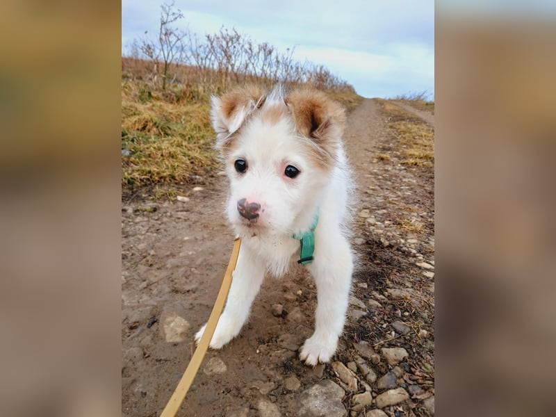 Fröhlicher Welpe Buddy