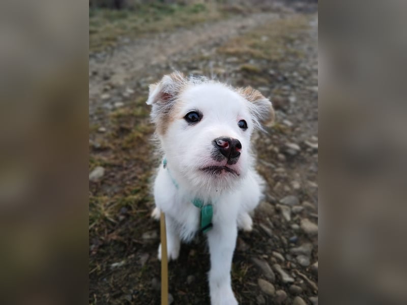 Fröhlicher Welpe Buddy