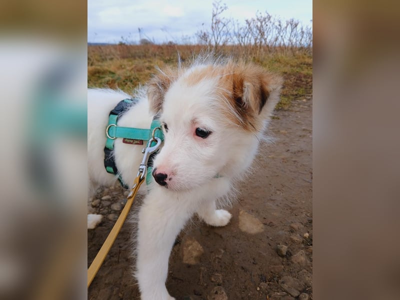 Fröhlicher Welpe Buddy