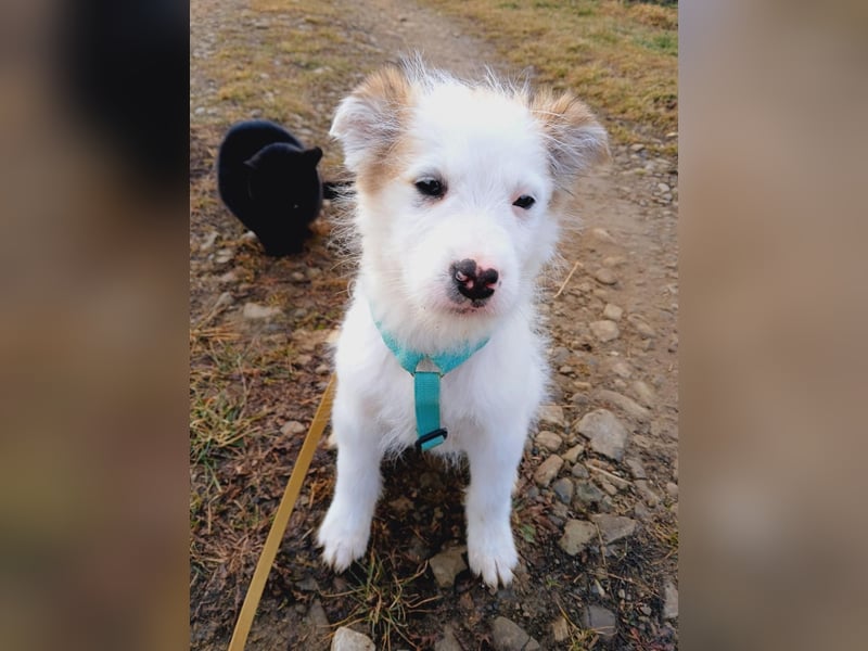 Fröhlicher Welpe Buddy