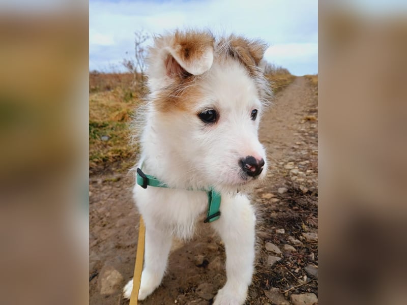 Fröhlicher Welpe Buddy