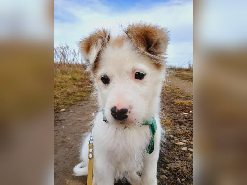 Fröhlicher Welpe Buddy